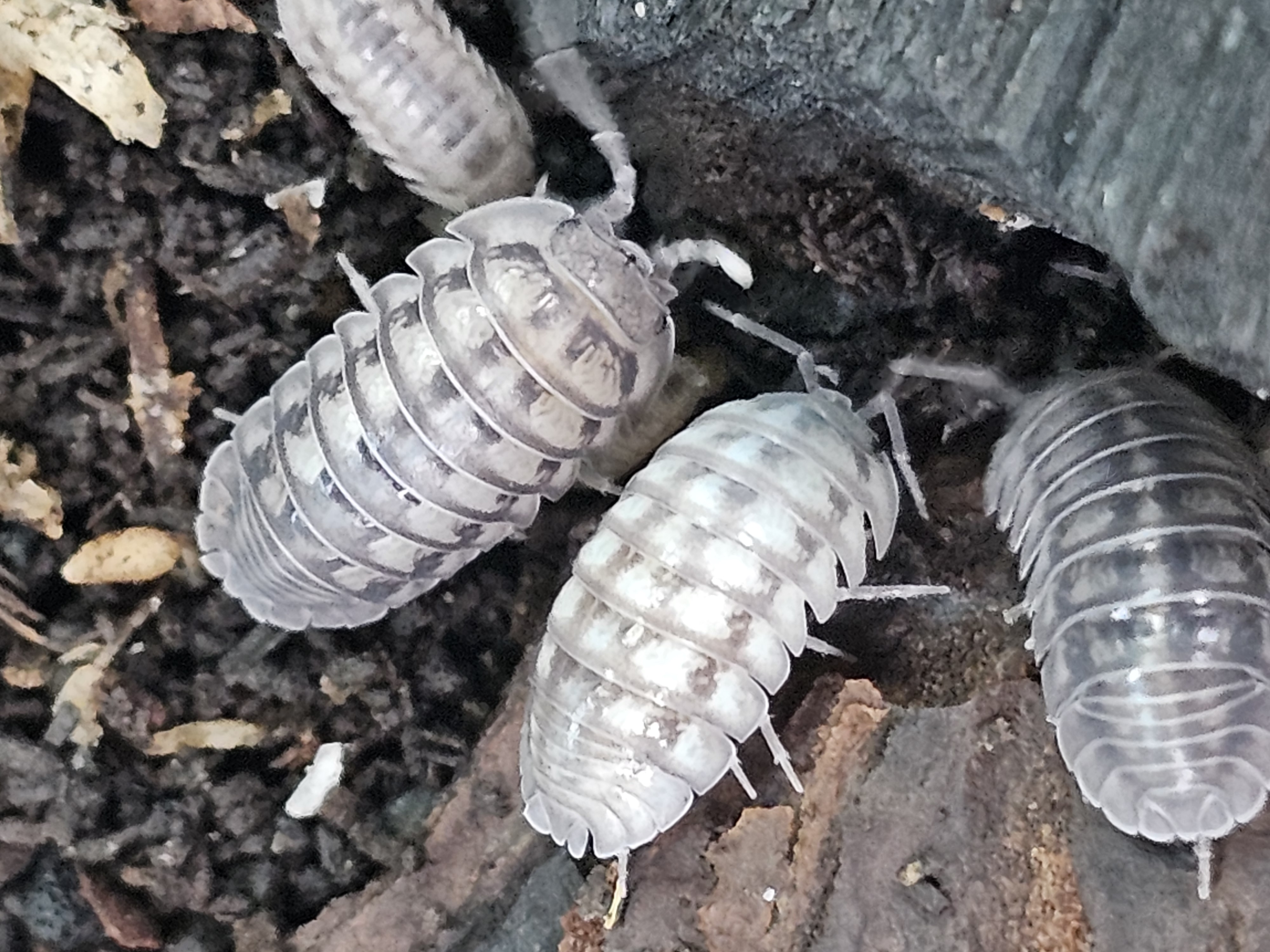 ArmadillidiumParaccea